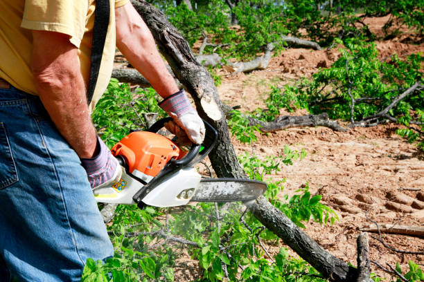 Professional  Tree Services in Guntersville, AL